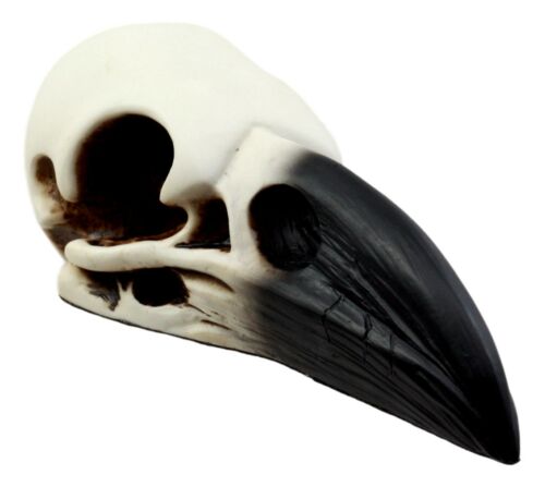 Ebros Gift Edgar Poe Gothic Raven Skull Statue 7"Long Crow Scavenger Bird Ossuary Figurine
