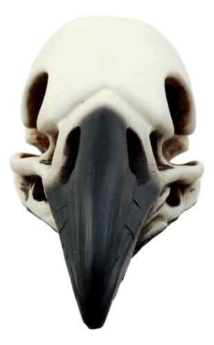 Ebros Gift Edgar Poe Gothic Raven Skull Statue 7"Long Crow Scavenger Bird Ossuary Figurine