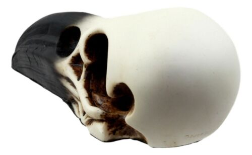 Ebros Gift Edgar Poe Gothic Raven Skull Statue 7"Long Crow Scavenger Bird Ossuary Figurine