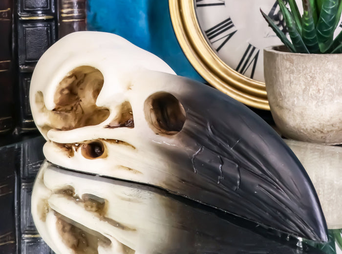 ebros gift Edgar Poe Gothic Raven Skull Statue 7"Long Crow Scavenger Bird Ossuary Figurine