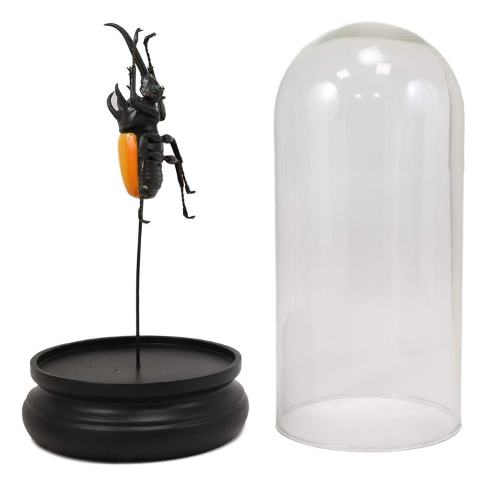 Ebros Gift Entomology 3 Horned Rhino Beetle Faux Taxidermy Sculpture In Glass Dome Cloche