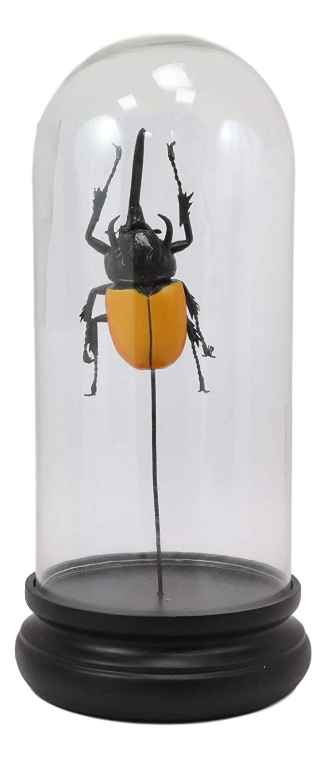 Ebros Gift Entomology 3 Horned Rhino Beetle Faux Taxidermy Sculpture In Glass Dome Cloche