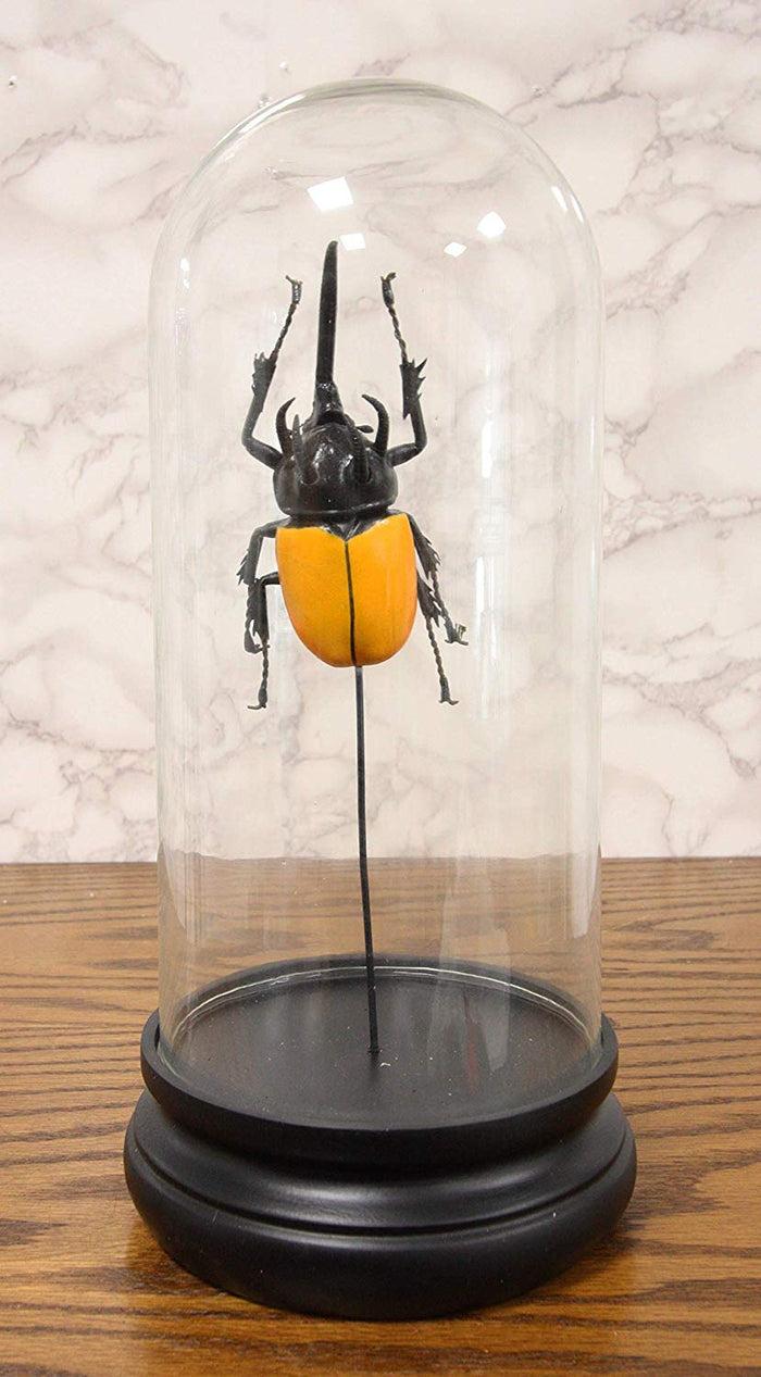 ebros gift Entomology 3 Horned Rhino Beetle Faux Taxidermy Sculpture in Glass Dome Cloche