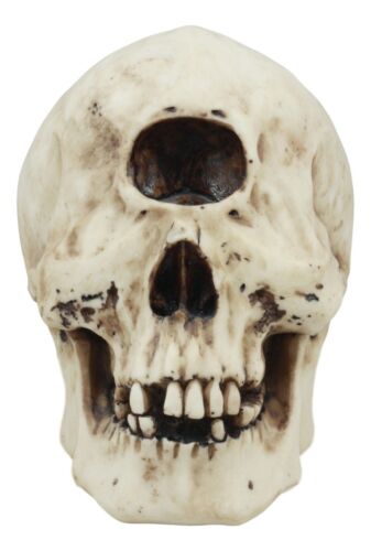 Ebros Gift Greek Primordial Giant Cyclops Skull Statue Homer’s Odyssey Legend Hephaestus