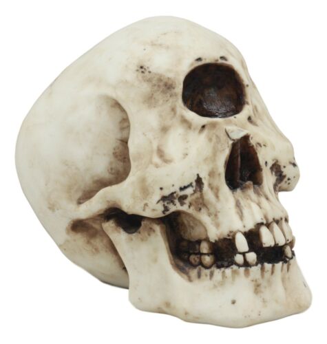 Ebros Gift Greek Primordial Giant Cyclops Skull Statue Homer’s Odyssey Legend Hephaestus