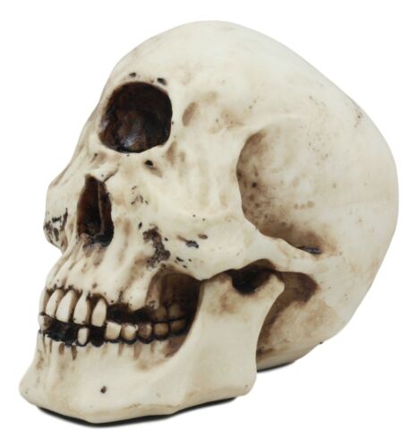 Ebros Gift Greek Primordial Giant Cyclops Skull Statue Homer’s Odyssey Legend Hephaestus