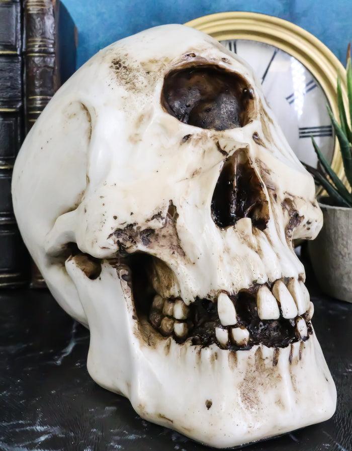 ebros gift Greek Primordial Giant Cyclops Skull Statue Homer’s Odyssey Legend Hephaestus