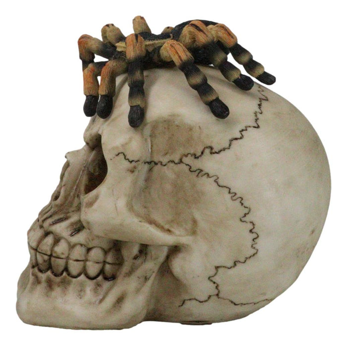Ebros Gift Halloween Macabre Creepy Crawler Tarantula Arachnid Spider On Skull Figurine