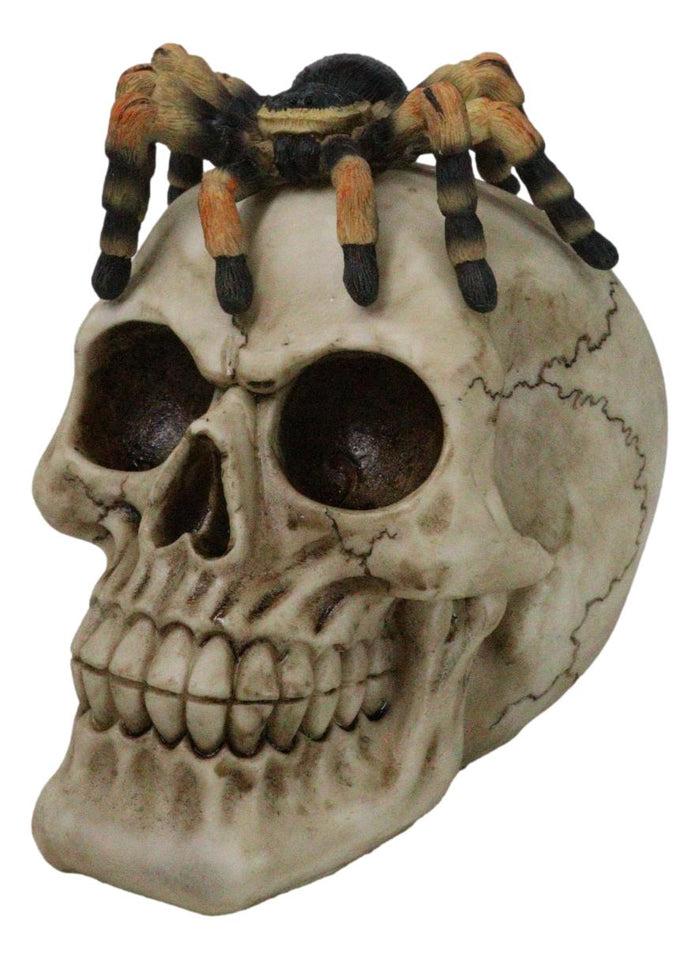 ebros gift Halloween Macabre Creepy Crawler Tarantula Arachnid Spider On Skull Figurine