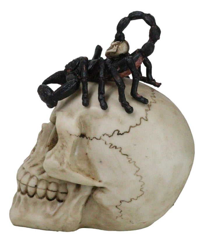 Ebros Gift Halloween Macabre Gothic King Scorpion Demoniac On Skull Figurine
