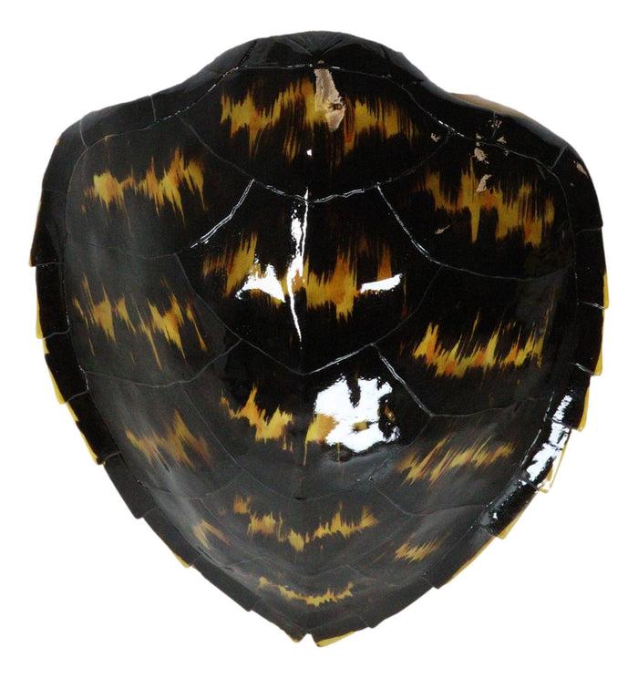 Ebros Gift Large Nautical Marine Black Tone Faux Hawksbill Turtle Shell Replica Wall Decor