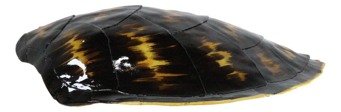 Ebros Gift Large Nautical Marine Black Tone Faux Hawksbill Turtle Shell Replica Wall Decor