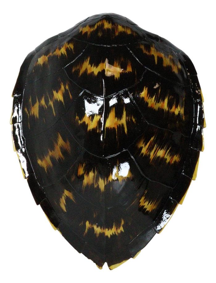 ebros gift Large Nautical Marine Black Tone Faux Hawksbill Turtle Shell Replica Wall Decor
