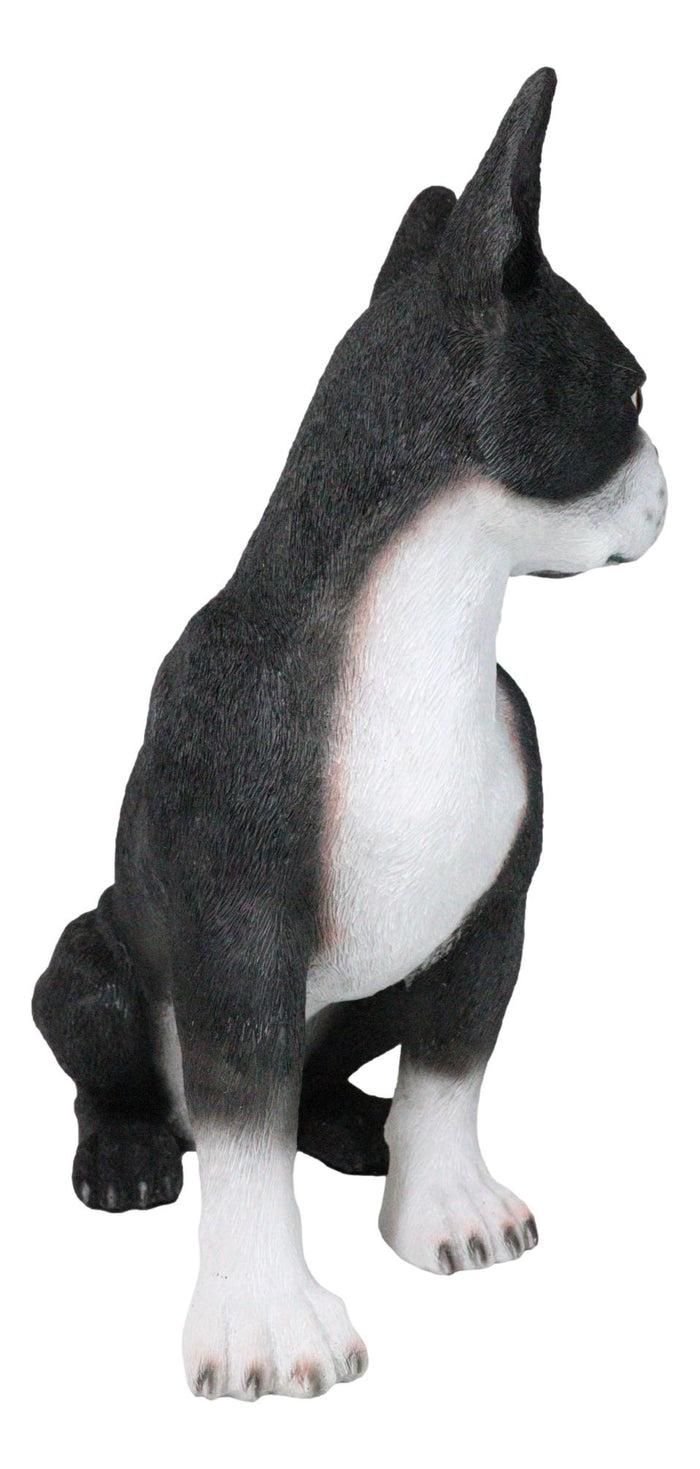 Ebros Gift Large Realistic Tuxedo Boston Terrier Statue 15"Tall Animal Dog Collectible