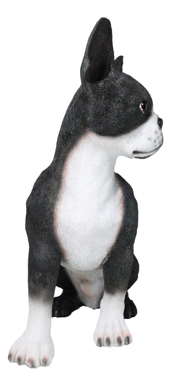 Ebros Gift Large Realistic Tuxedo Boston Terrier Statue 15"Tall Animal Dog Collectible