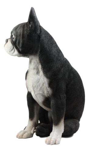 Ebros Gift Lifelike Adorable Boston Terrier Dog Statue 16"H Pedigree Dog With Glass Eyes