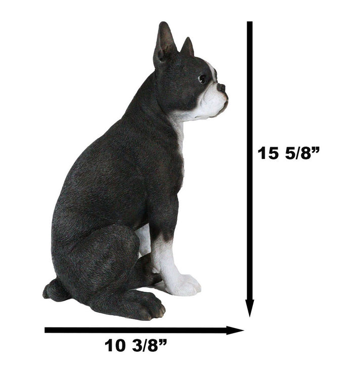 Ebros Gift Lifelike Adorable Boston Terrier Dog Statue 16"H Pedigree Dog With Glass Eyes
