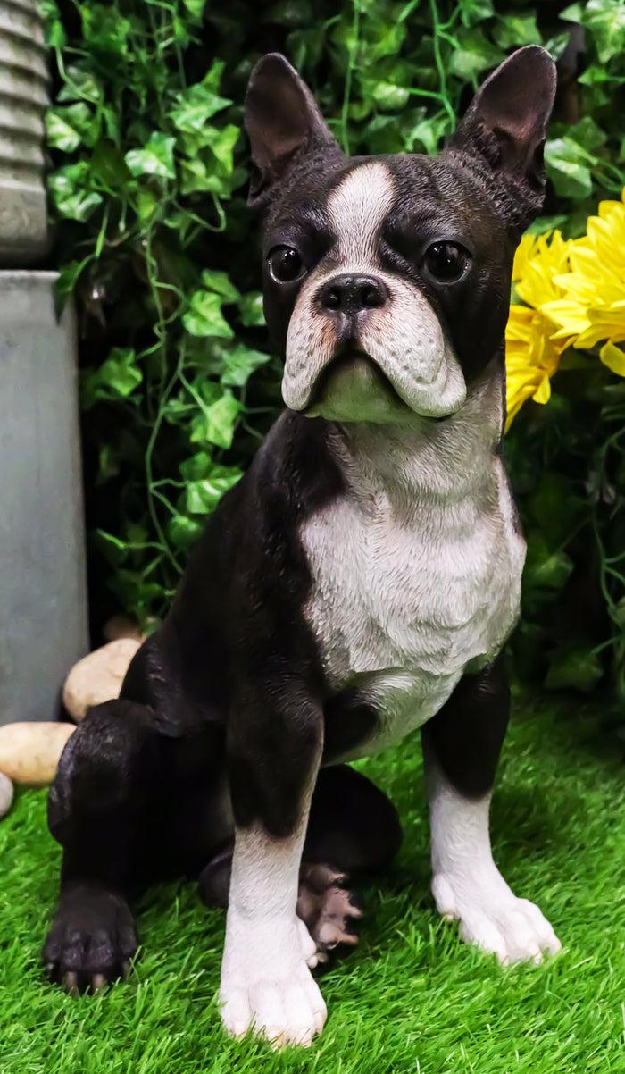 ebros gift Lifelike Adorable Boston Terrier Dog Statue 16"H Pedigree Dog With Glass Eyes
