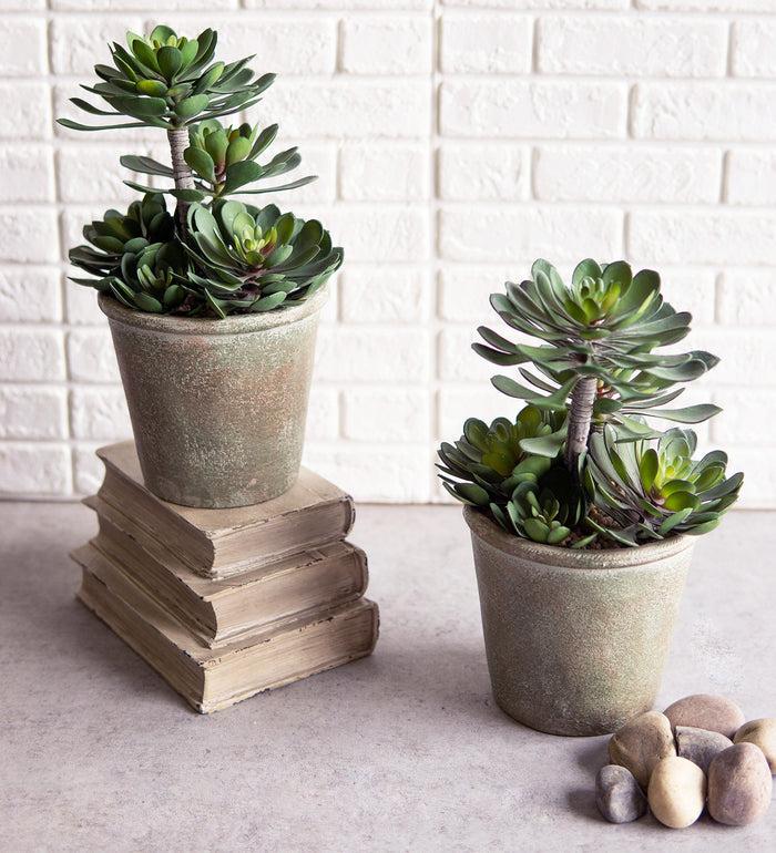 ebros gift Pack Of 2 Lifelike Artificial Zwartkop Succulent Blooms Botanicas In Earth Pots