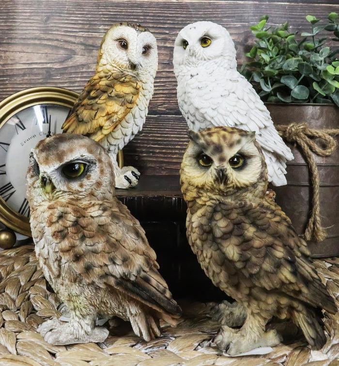 Ebros Gift Realistic Colorful Nocturnal Snowy Barn Great Horned Owl Birds Figurine Set Of 4