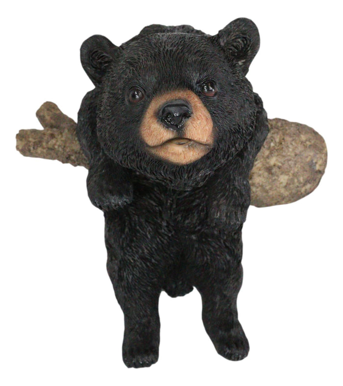 Ebros Gift Rustic Western Forest Black Bear Cub Frolic Dangling On Tree Branch Wall Decor
