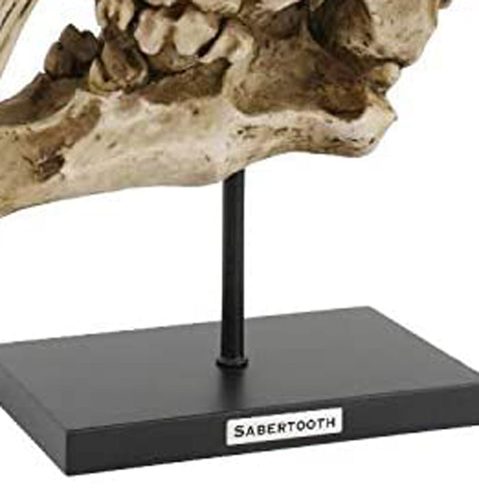 Ebros Gift Sabertooth Tiger Cat Fossil Skull Skeleton Replica Statue With Museum Pole Mount