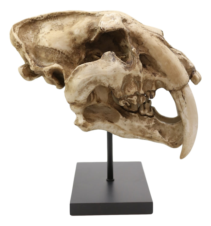 Ebros Gift Sabertooth Tiger Cat Fossil Skull Skeleton Replica Statue With Museum Pole Mount