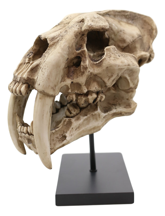 Ebros Gift Sabertooth Tiger Cat Fossil Skull Skeleton Replica Statue With Museum Pole Mount