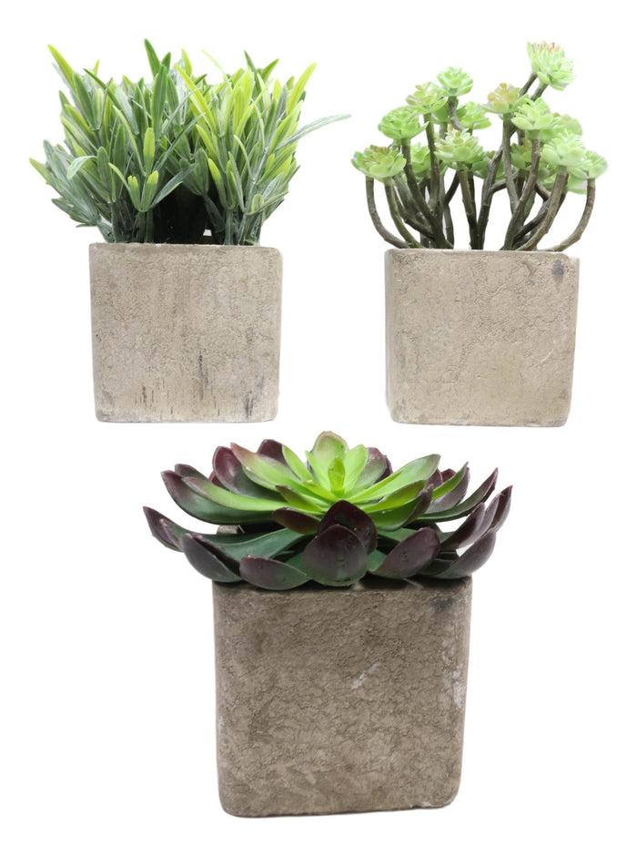Ebros Gift Set Of 3 Realistic Lifelike Artificial Botanica Succulents In Square Pots 6"H