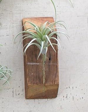 ebros gift Set of 5 Realistic Artificial Faux Botanica Air Plants Fern Grass Succulents 8"