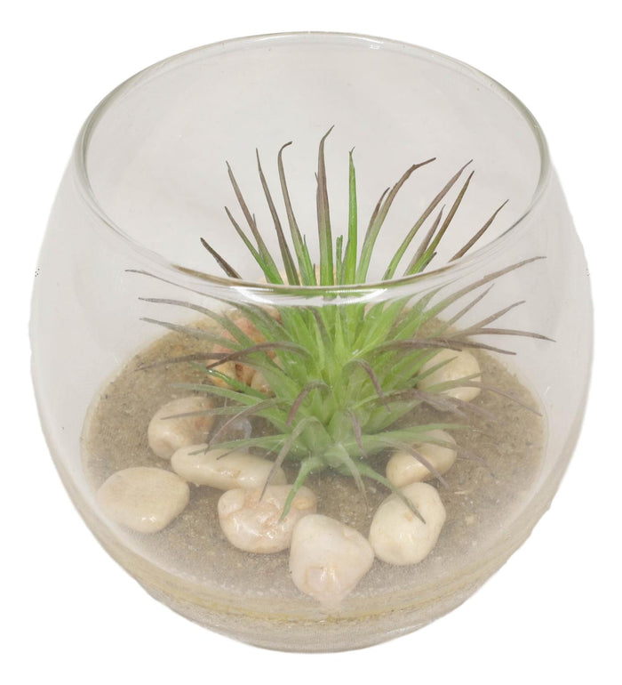Ebros Gift Set Of 6 Realistic Artificial Botanica Succulents Plants In Round Glass Pots