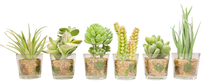 Ebros Gift Set Of 6 Realistic Lifelike Artificial Faux Botanica Succulents In Glass Pots