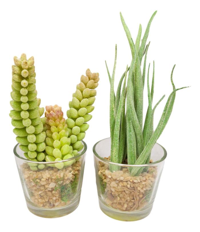Ebros Gift Set Of 6 Realistic Lifelike Artificial Faux Botanica Succulents In Glass Pots