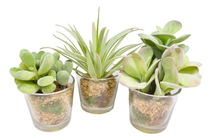 Ebros Gift Set Of 6 Realistic Lifelike Artificial Faux Botanica Succulents In Glass Pots