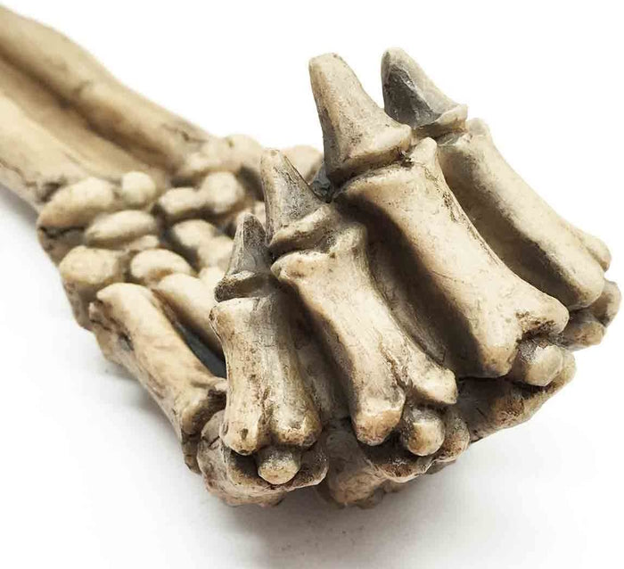 Ebros Gift Skeleton Arm Hand Incense Burner Burnt Skeletal Bone Chilling Offering Decor Figurine