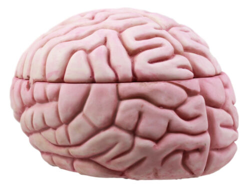 Ebros Gift Walking Dead Zombie Brain Jewelry Box Decorative Figurine Zombie Brains Bait Box