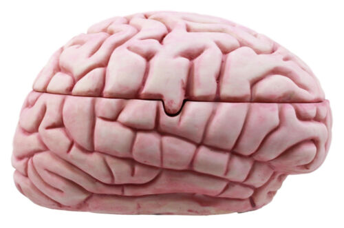 Ebros Gift Walking Dead Zombie Brain Jewelry Box Decorative Figurine Zombie Brains Bait Box