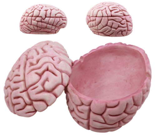 ebros gift Walking Dead Zombie Brain Jewelry Box Decorative Figurine Zombie Brains Bait Box