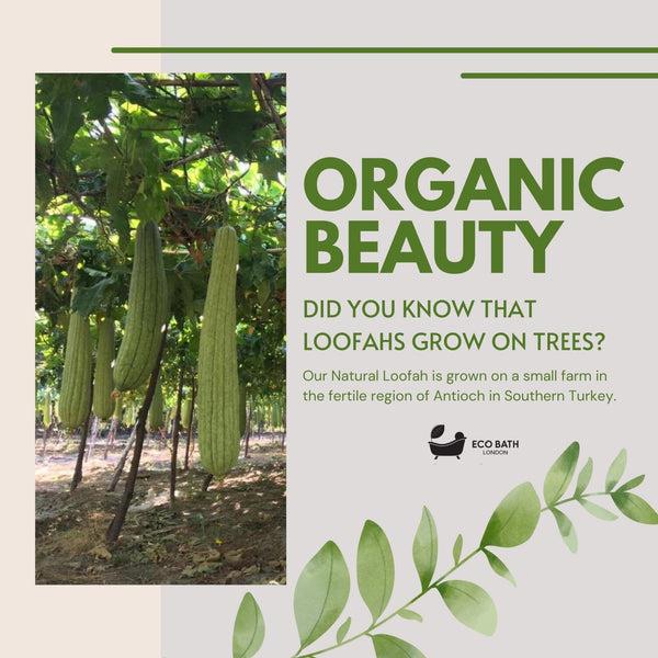 Eco Bath London Eco Bath London Natural Loofah 5 Inch With String - Premium Exfoliating Bath Sponge