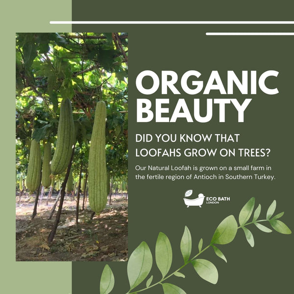 Eco Bath London Eco Bath London Natural Loofah Pad - Exfoliating Loofah Bath Sponge For Women And Men