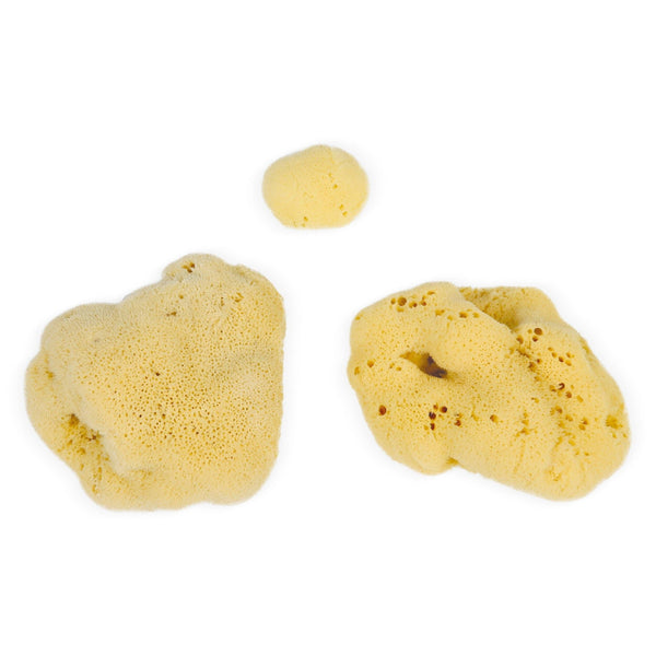 eco bath london Eco Bath London Natural Sea Sponges (3-20 cm) - Sustainably Harvested Exfoliating Bath Sponges