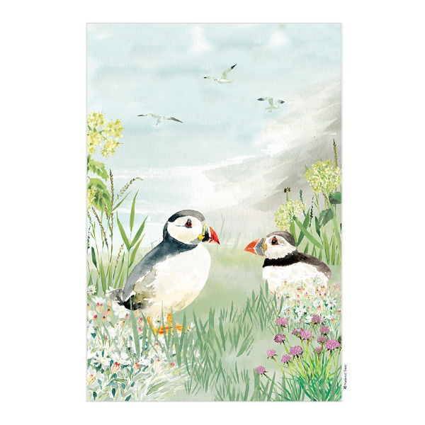 eddingtons NATIONAL TRUST PUFFIN ORGANIC COTTON SINGLE TEA TOWEL