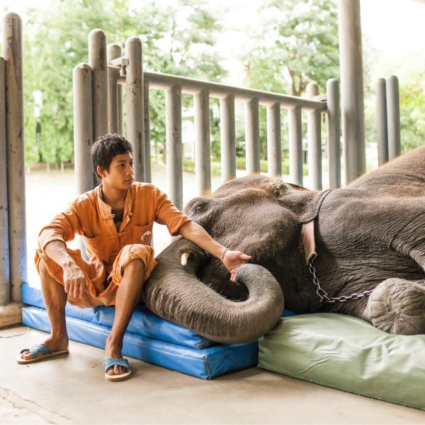 Elephant Parade 3D Magnets3D Magnet 7cm - Hommage To Mondriaan