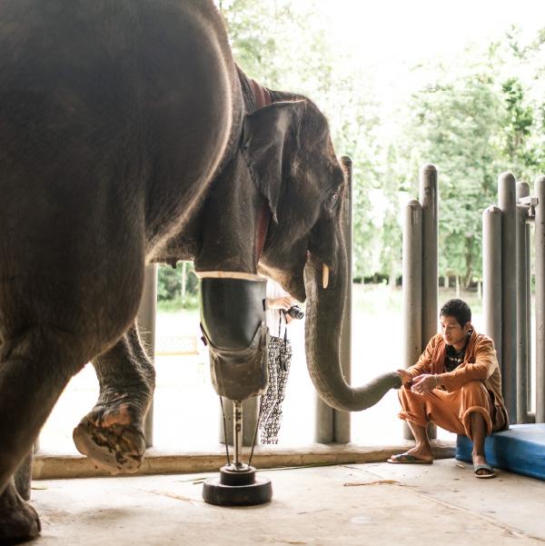 Elephant Parade 3D Magnets3D Magnet 7cm - Tomorrow I'll Be Famous