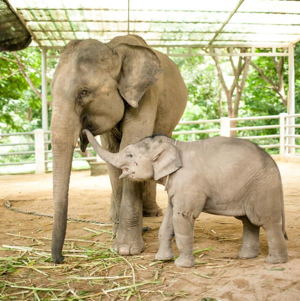 Elephant Parade AccessoriesKeyring Elephant Carolina