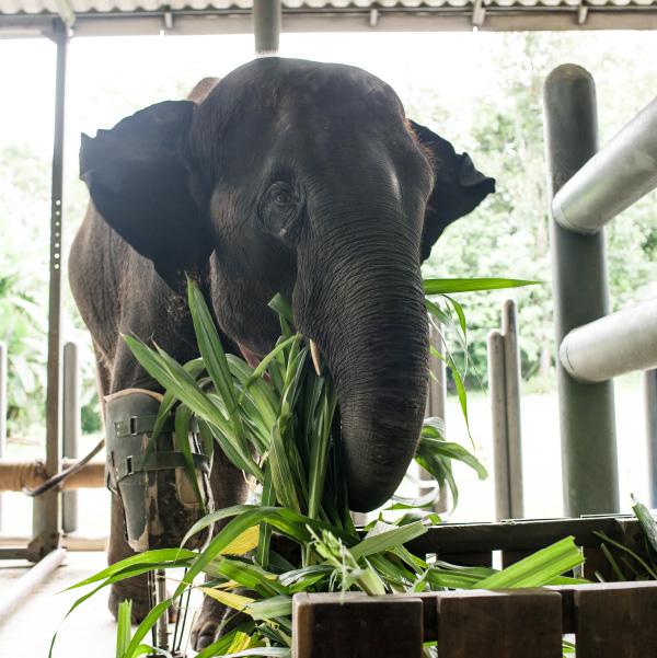 Elephant Parade ChristmasBundle Of Joy Red Ornament