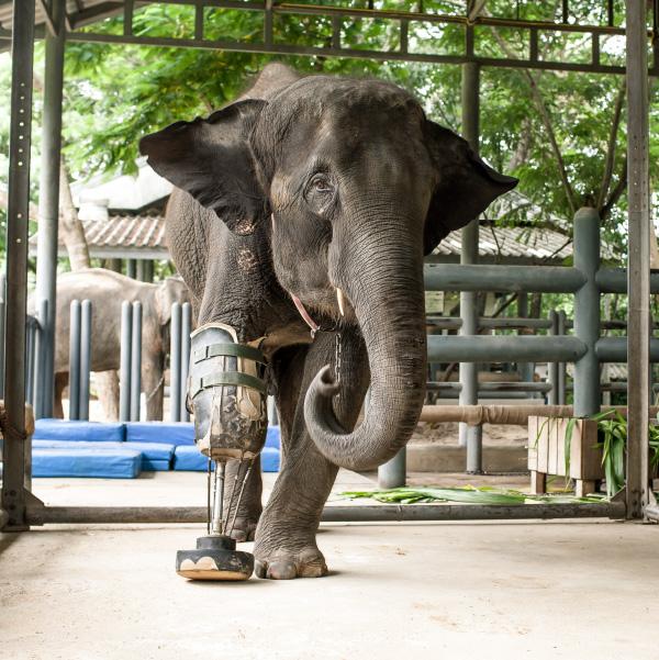 Elephant Parade 3D Magnets3D Magnet 7cm - Bindi