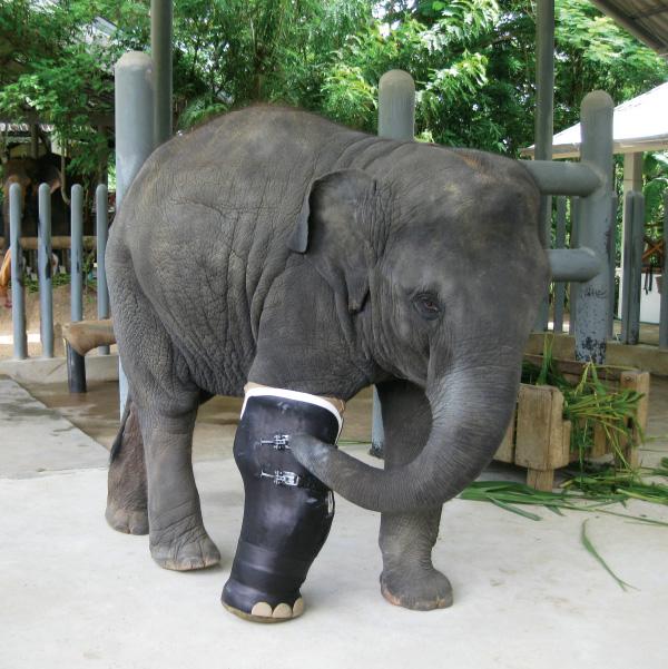 Elephant Parade 3D Magnets3D Magnet 7cm - Ms Stripey