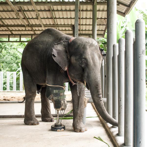 Elephant Parade ChristmasGingerphant Ornament