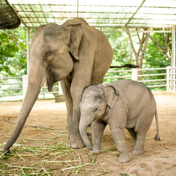 Elephant Parade ChristmasGolden Angel Ornament